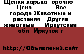 Щенки харька! срочно. › Цена ­ 5 000 - Все города Животные и растения » Другие животные   . Иркутская обл.,Иркутск г.